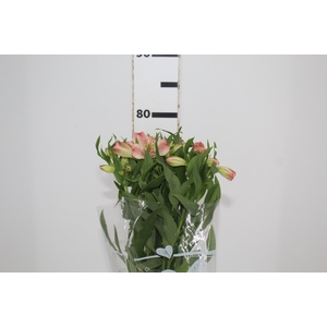 ALSTROEMERIA EVA 080 CM
