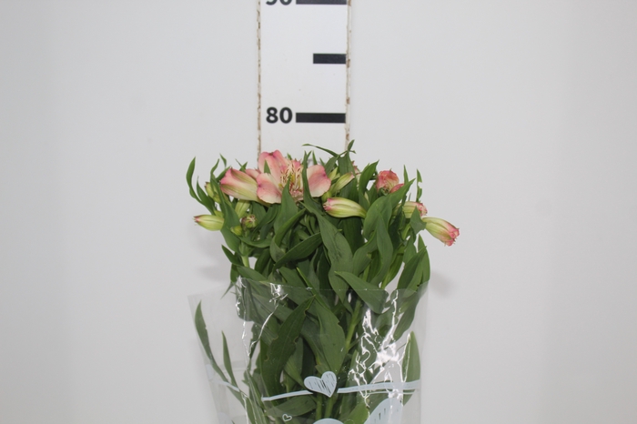 <h4>ALSTROEMERIA EVA 080 CM</h4>