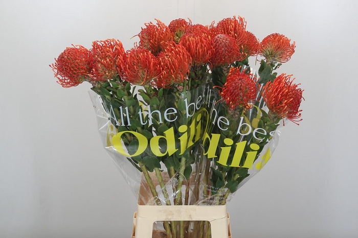 Nutans Ayoba Mandarin Zest