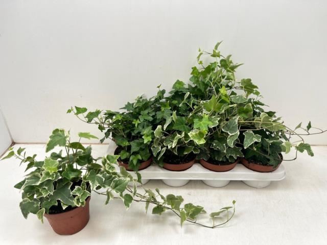 <h4>Hedera helix gemengd 3 soorten</h4>