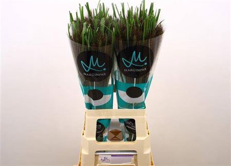 <h4>Pennisetum Black Beauty</h4>