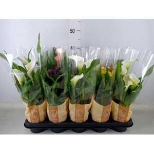 Zantedeschia   ...mix 5