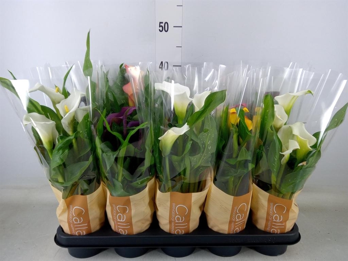 <h4>Zantedeschia   ...mix 5</h4>