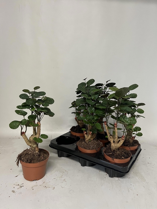 <h4>POLY FABIAN</h4>