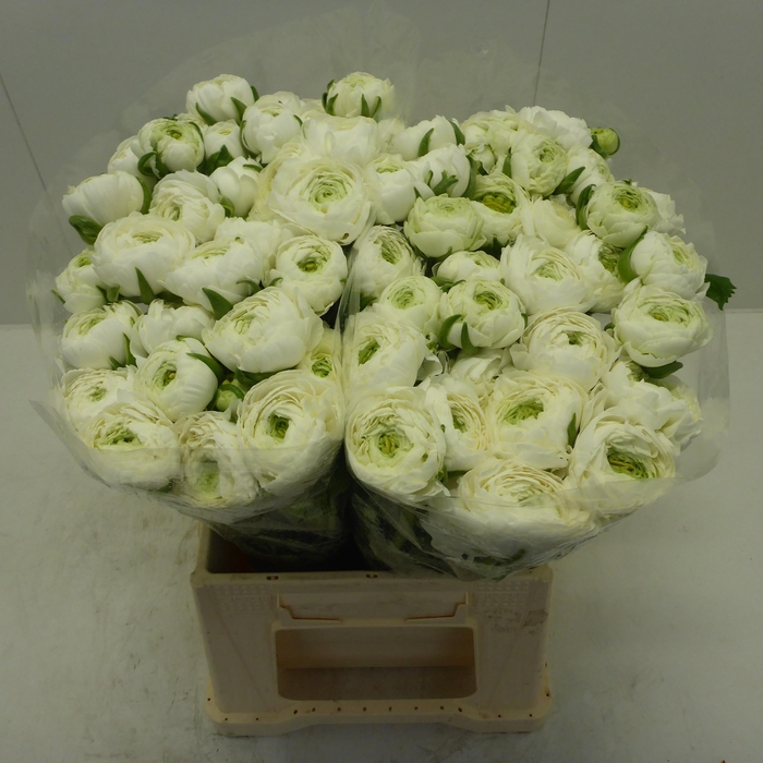 <h4>Ran Azur White</h4>