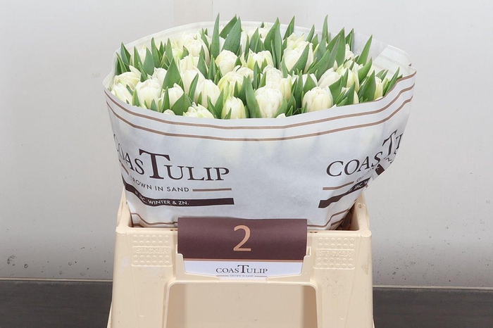 <h4>Tu Du White Foxtrot</h4>