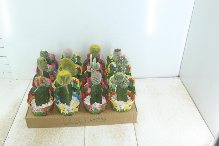 <h4>CACTUS ENXERTADO P10</h4>