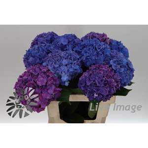 Hydrangea rodeo purple