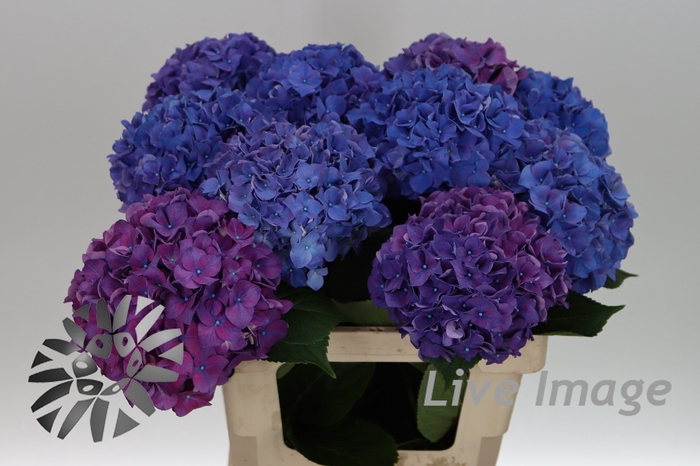 <h4>Hydrangea rodeo purple</h4>