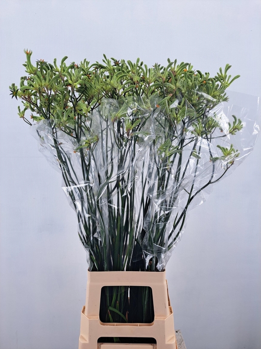 ANIGOZ NIRVANA 100CM