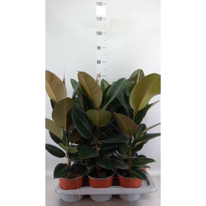 Ficus elastica 'Robusta'