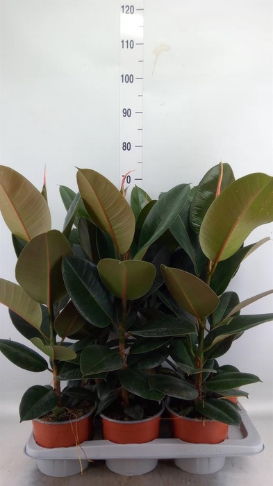 <h4>Ficus elastica 'Robusta'</h4>