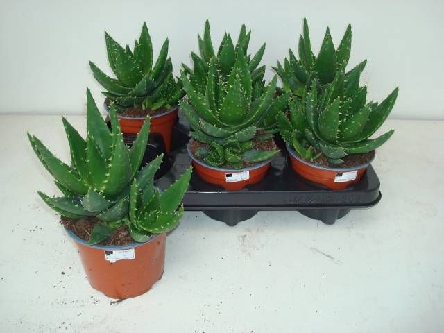 <h4>ALOE PERFOLIATA</h4>