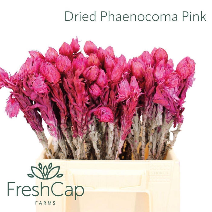 <h4>Dried Phaenocoma (everlasting) Pink</h4>
