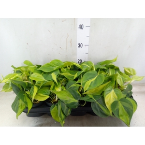 Philodendron scand. 'Brasil'