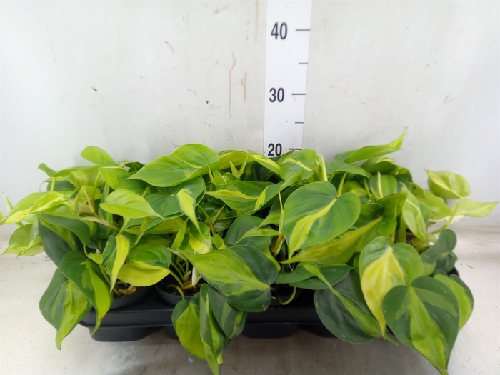 <h4>Philodendron scand. 'Brasil'</h4>