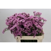 Limonium sinuatum Lucia Pink
