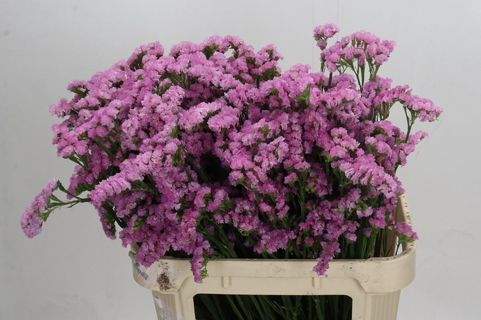 <h4>Limonium sinuatum Lucia Pink</h4>