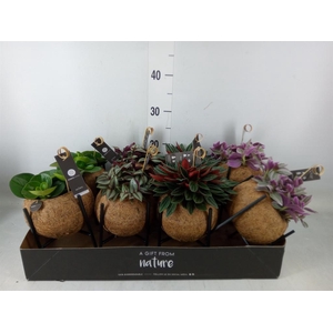 Planten Groen   ...mix  3