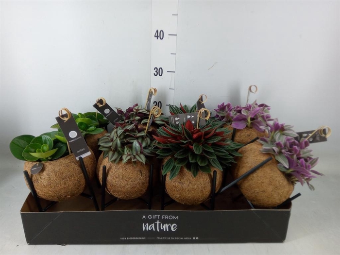 <h4>Planten Groen   ...mix  3</h4>