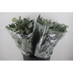 Euca Populus Short 150gr P Bunch