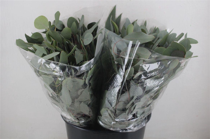 <h4>Euca Populus Short 150gr P Bunch</h4>