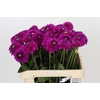 Dahlia Purple Fox