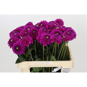 Dahlia Purple Fox