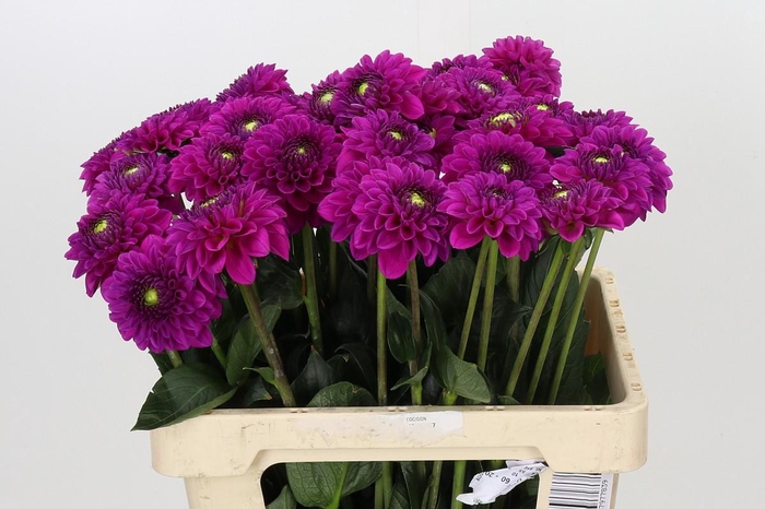 <h4>Dahlia Purple Fox</h4>
