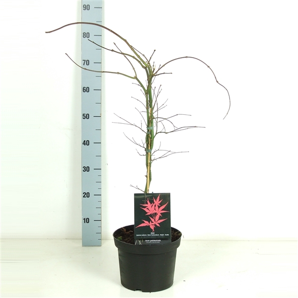 <h4>Acer palmatum 'Inaba-shidare' P23</h4>