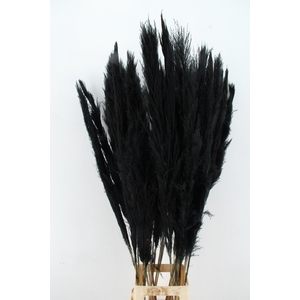 DF Pampas 130cm Black