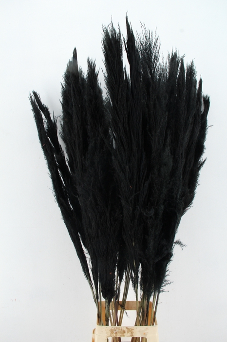 <h4>DF Pampas 130cm Black</h4>