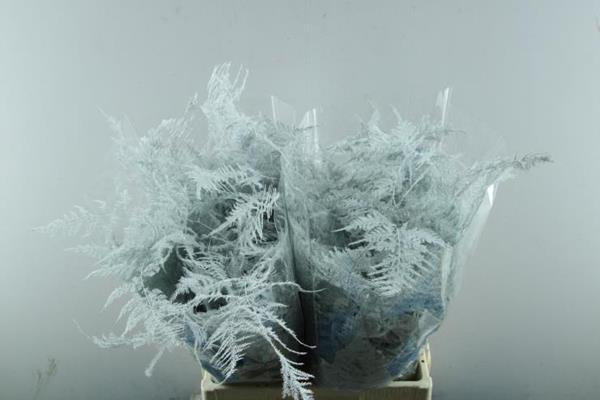 <h4>Asp Extra Veer Wit</h4>