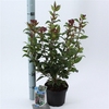 Viburnum tinus 'Gwenlian' P17 (2ltr)