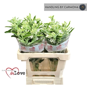 OXY CO PERF WHI HARM