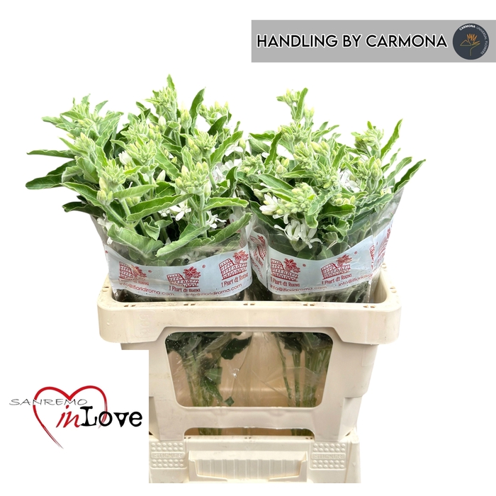 <h4>Oxy Co Perf Whi Harm</h4>