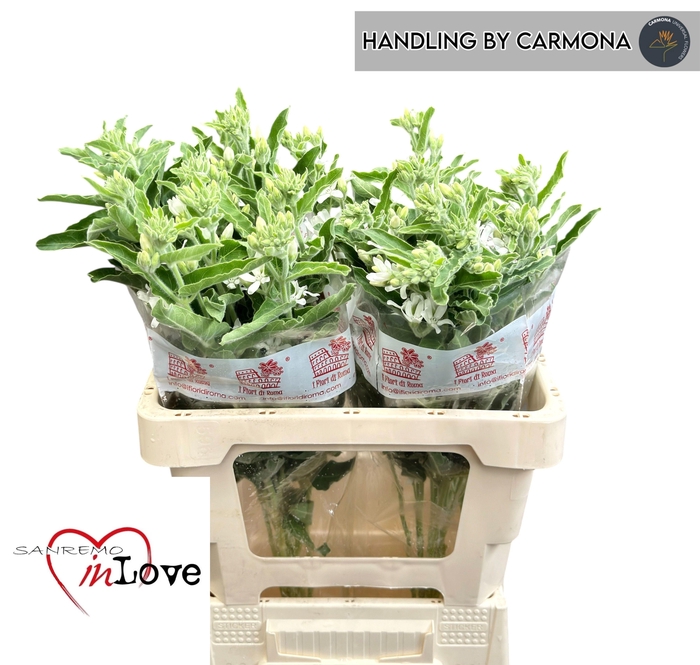 <h4>OXY CO PERF WHI HARM</h4>