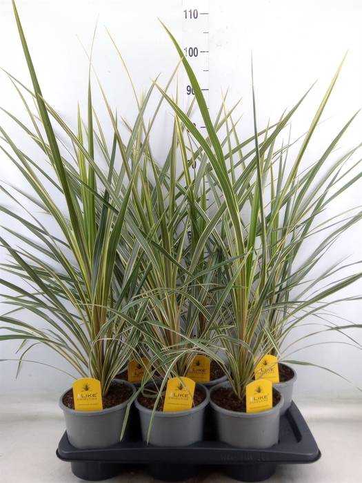 <h4>Cordyline austr. 'Variegata'</h4>