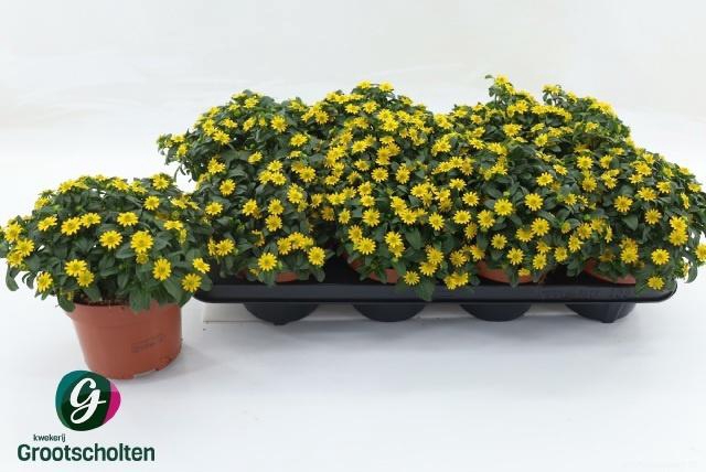 <h4>SANV YELLOW BEAUTY</h4>