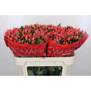 Hypericum Sweet Romance