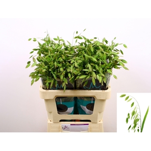 Chasmanth Latifolium 60 Cm