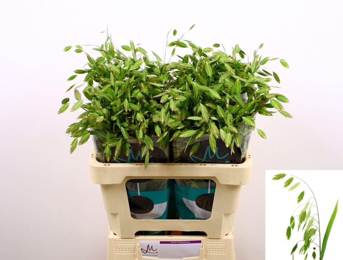 <h4>Chasmanth Latifolium 60 Cm</h4>