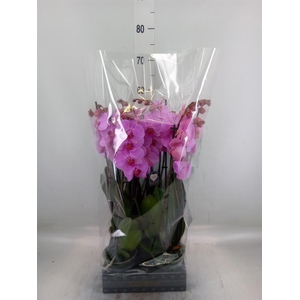 Phalaenopsis  'Ant Orlando'