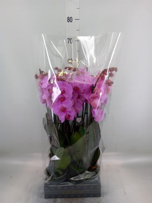 <h4>Phalaenopsis 'Ant Orlando'</h4>