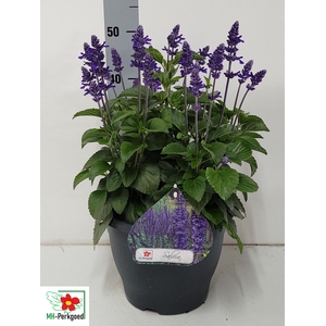 SALVIA MYS SPIRES BL