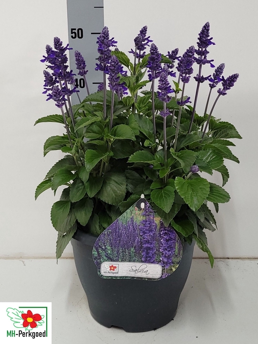 <h4>SALVIA MYS SPIRES BL</h4>