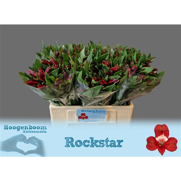 <h4>Alstroemeria Rockstar 40 gram</h4>
