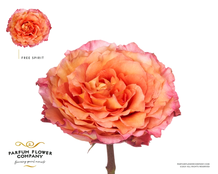 <h4>Rosa Garden Free Spirit</h4>