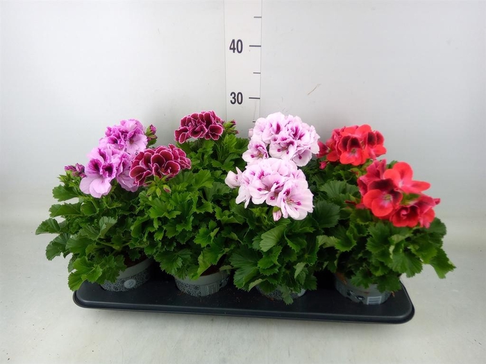 <h4>Pelargonium gran.   ..mix</h4>