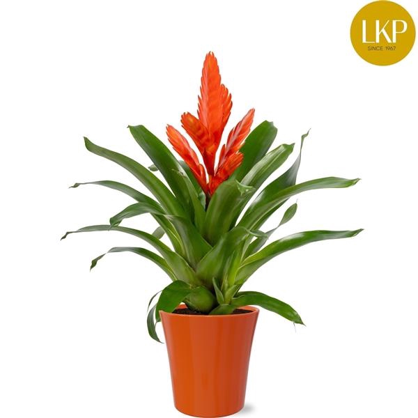 <h4>Vriesea Intenso Orange</h4>